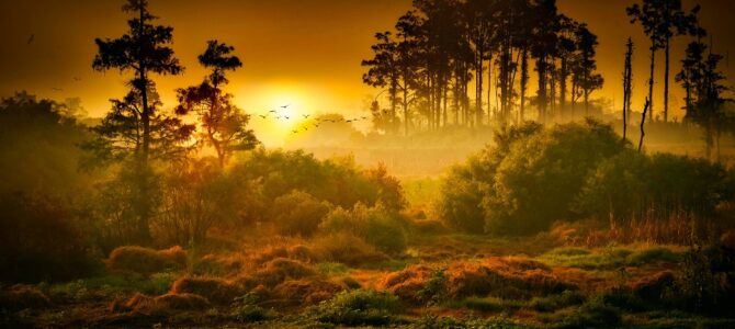 Tropical Wildlife Encounters: Discovering Nature’s Wonders